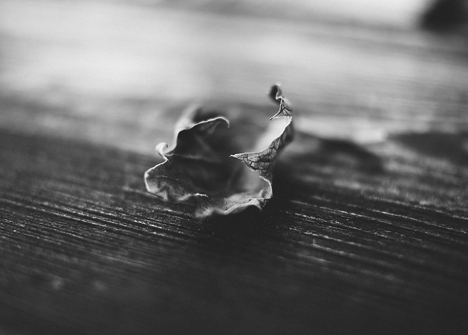 Lonely Leaf