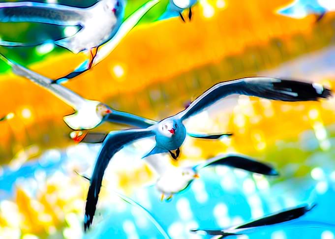 beautiful seagull