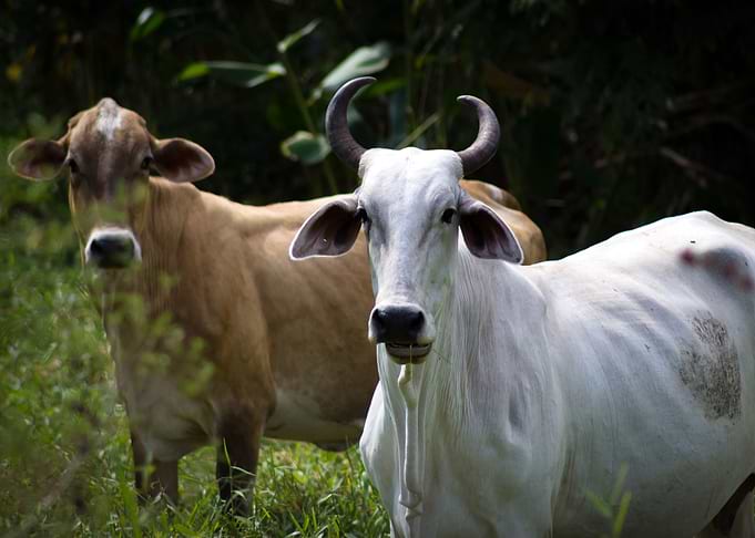 whit cow
