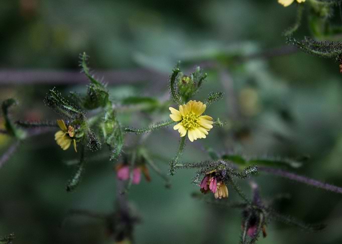 Tiny Flowers Macro