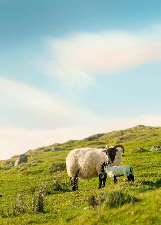 Sheep Love