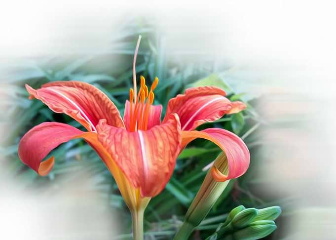 orange lily