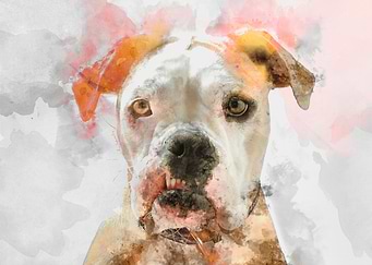 Bulldog Watercolor