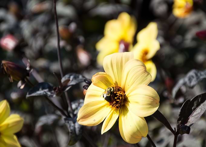 Bee on Yellow Flower