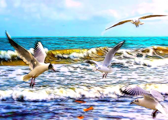 The group of seagulls