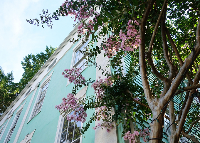 Flowers Over Building