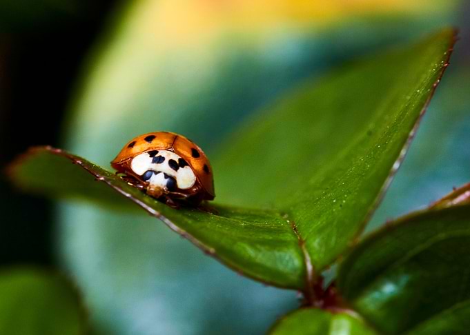 Ladybug