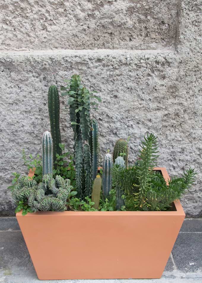 Cactus Box