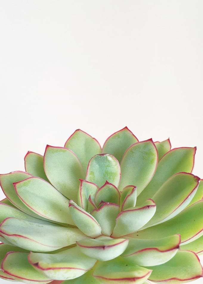 Green Succulent