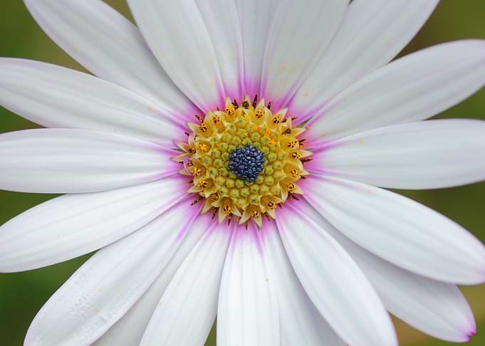 Flower Beauty