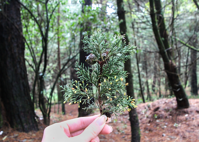 Holding a Pine Twig