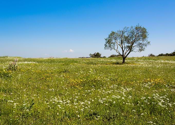 Tarquinia countryside