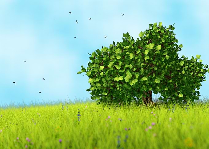 Summer Tree