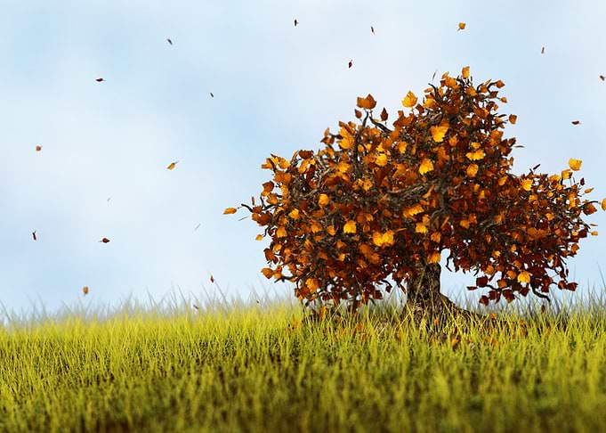 Autumn Tree