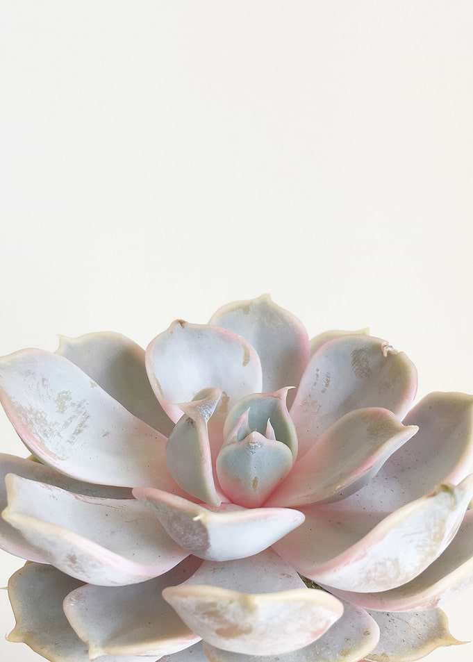 Pink Succulent