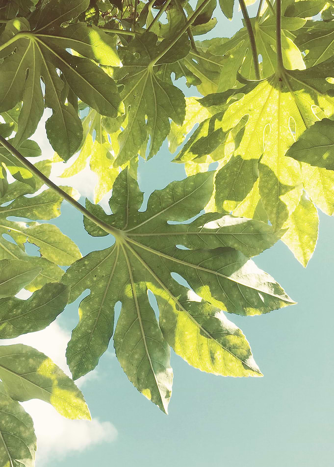 Fig Leaves