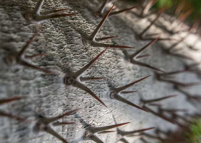 Thorn Tree