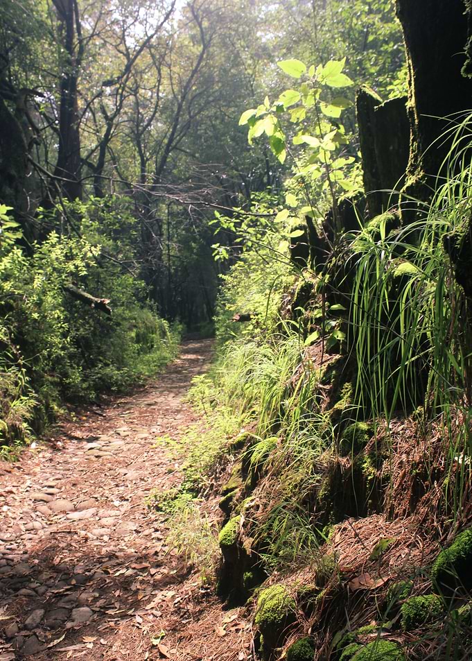 A Wooded Path