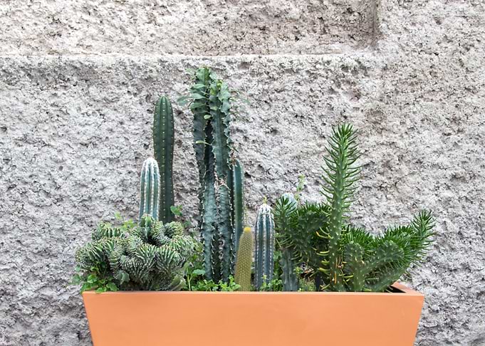 Cactus Planter
