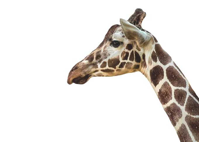 Minimalist Giraffe
