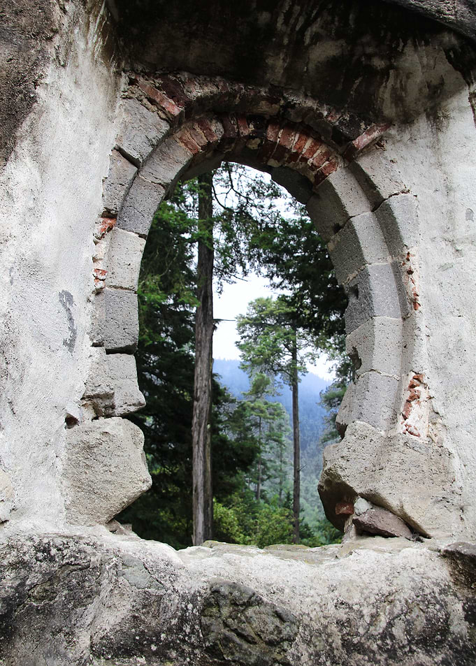 Forest Views
