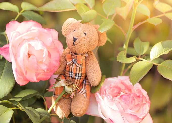teddy bear