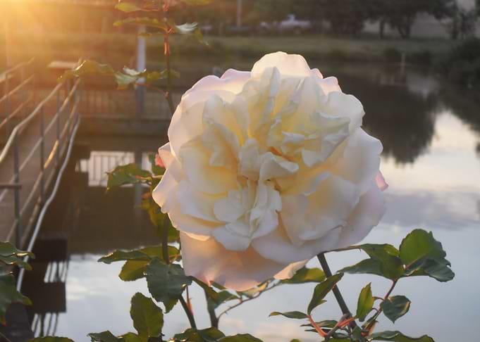 Rosa Branca