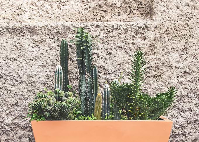 Box of Cactus