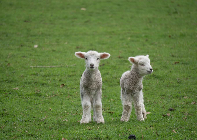 Spring Lamb III