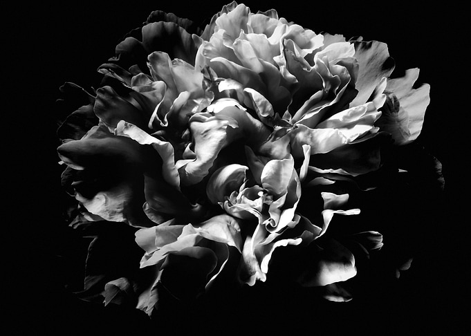 Peony bloom