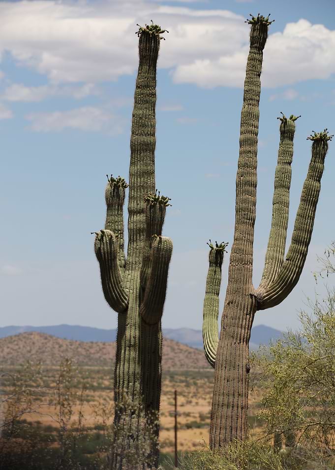 Organ Pipe Cactus