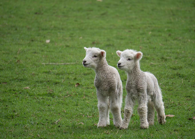 Lamb II