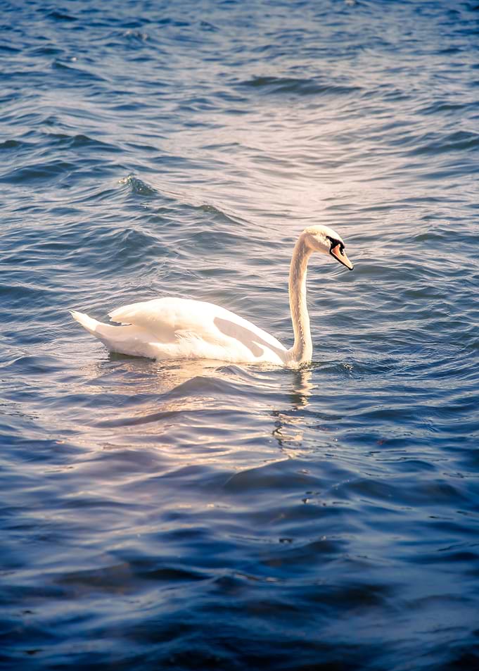 Swan