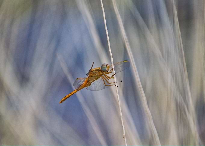Smile Dragonfly