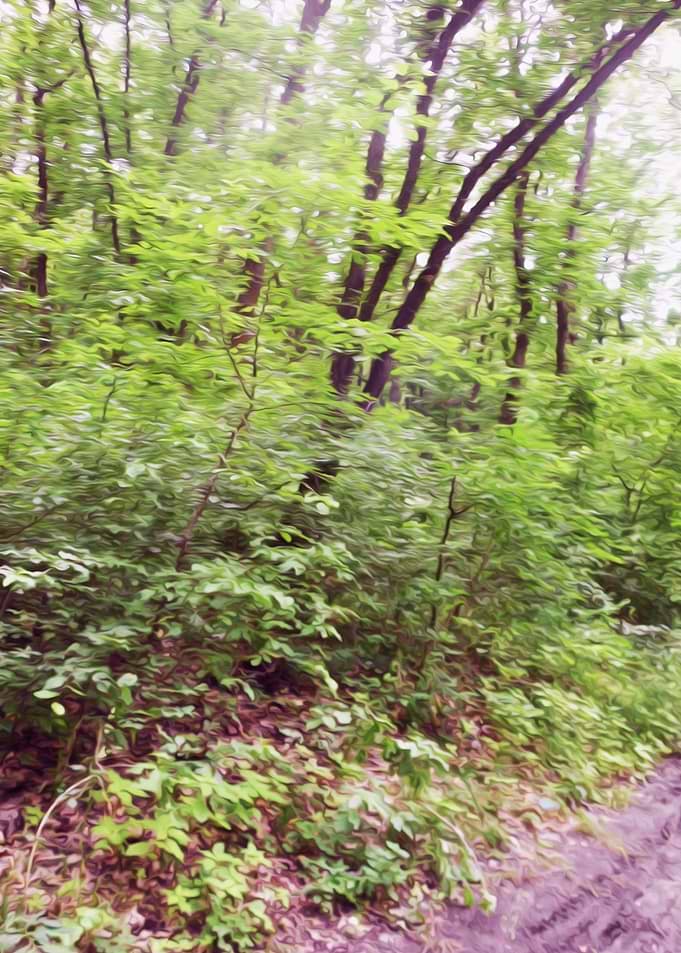 Forest trail