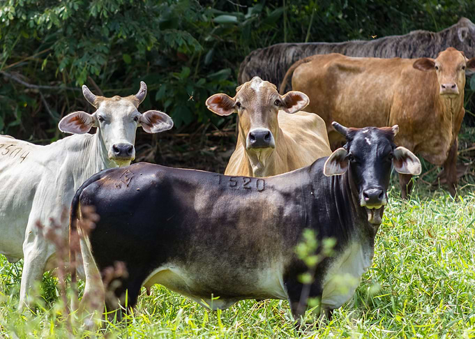 cows