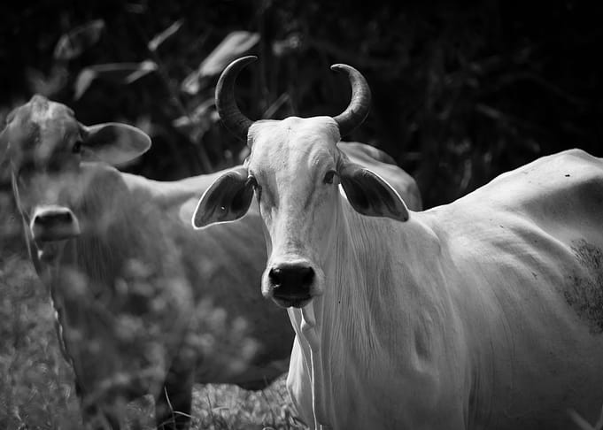 white cow