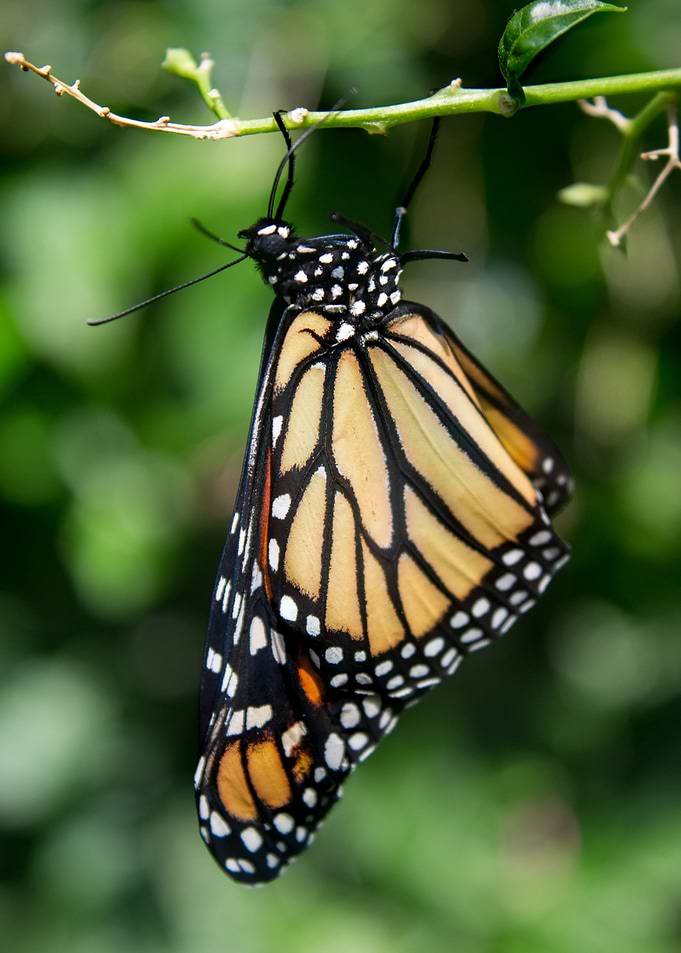 Monarch Butterfly