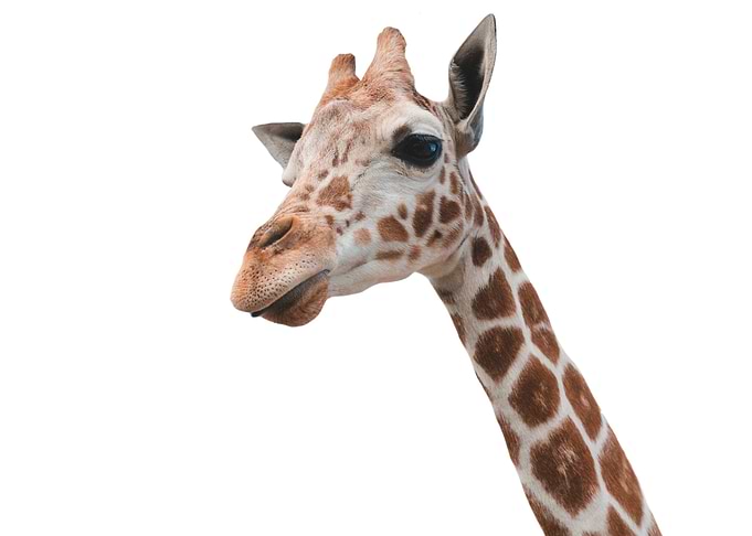 Minimalist Giraffe