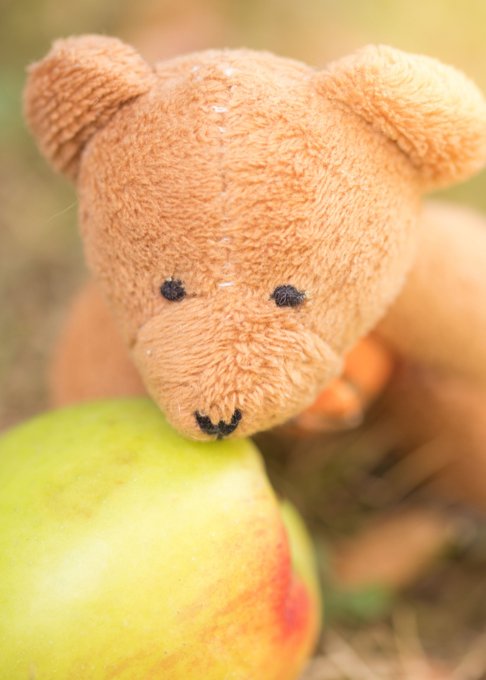 teddy bear