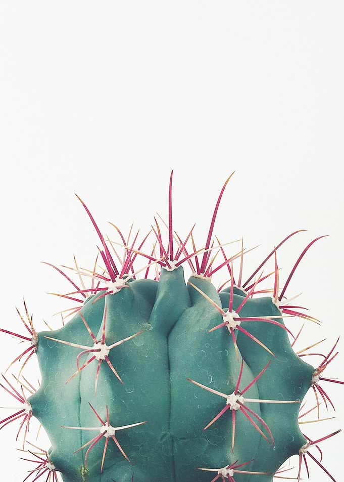 Ferocactus