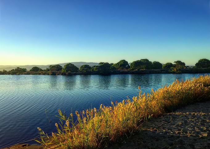 Salt Pond and Reeds