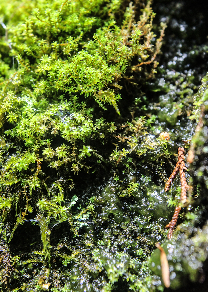 Dewy Moss