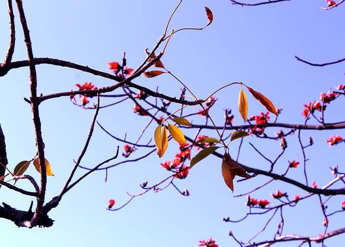 Nature