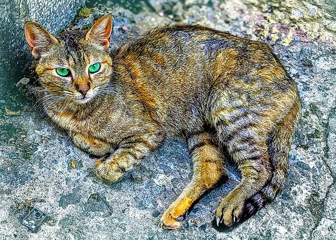 A cat with green eyes