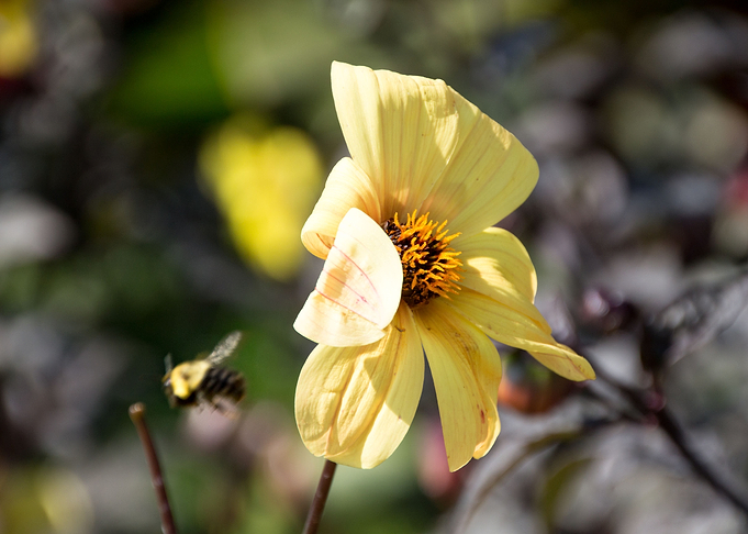 Bee with Yellow Flowers