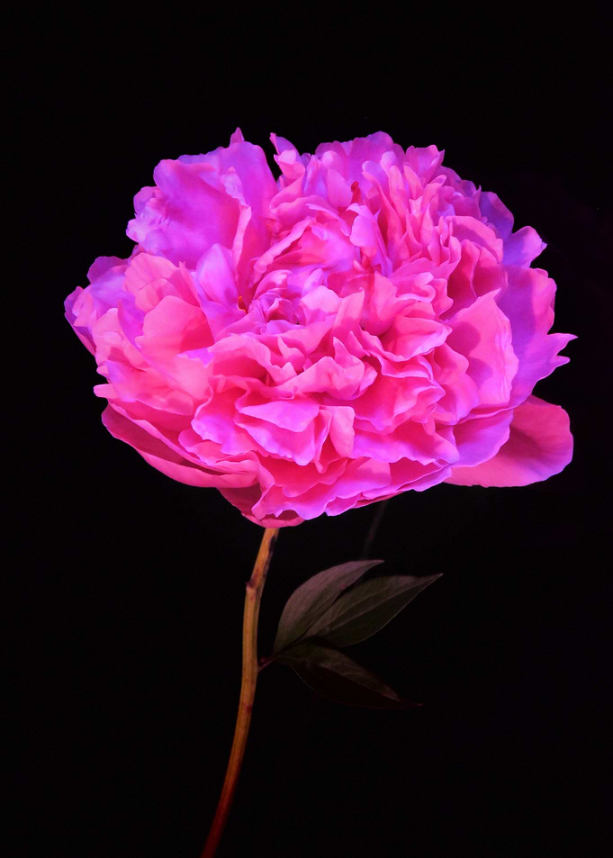 Peony from Heaven