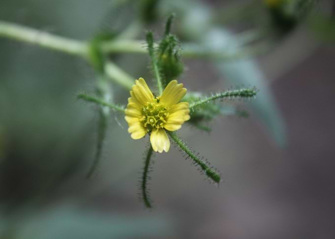 Macro Yellow Flower