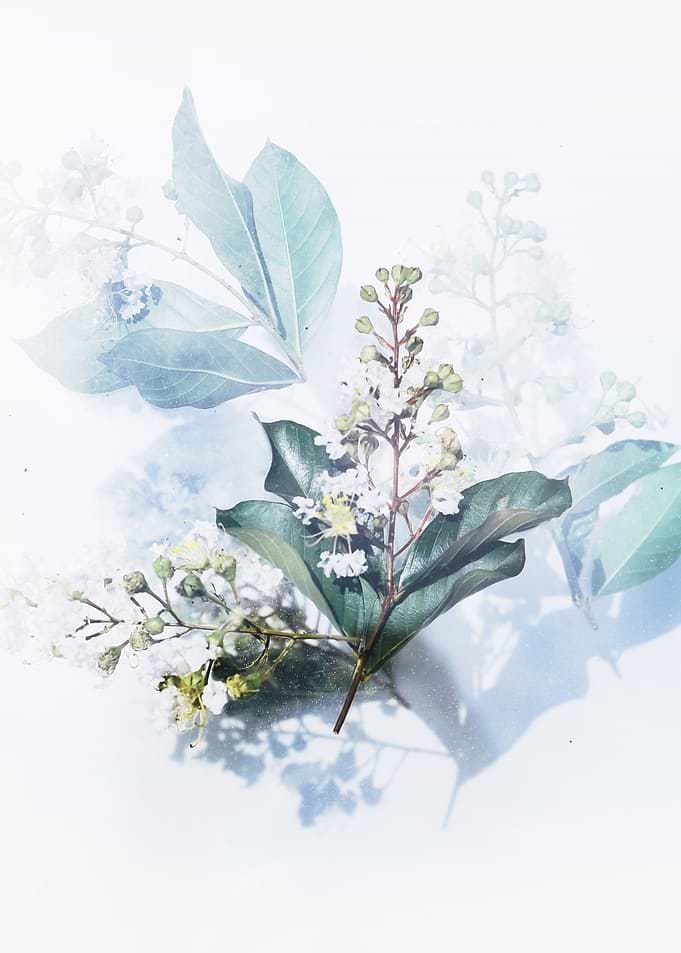 Flower 2