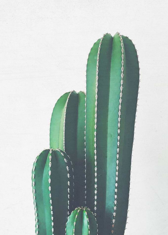 Organ Pipe Cactus